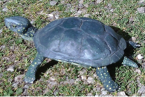 Sculpture de tortue cistude 